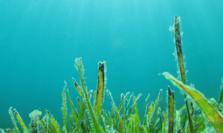 banneralgae-reactor_2024-05-28-124546.png